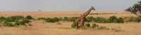 MaasaiMara_MaasaiGiraffes_P3_2328_ Panorama_9_4x1